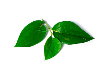 photo of betel leaves isolated on white background