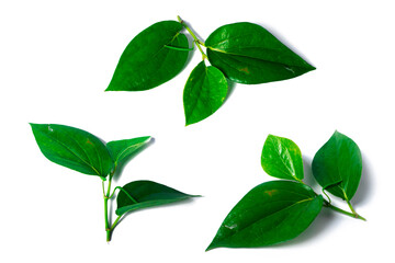 photo of betel leaves isolated on white background