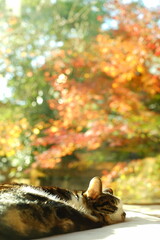 紅葉を背景にまどろむキジ猫