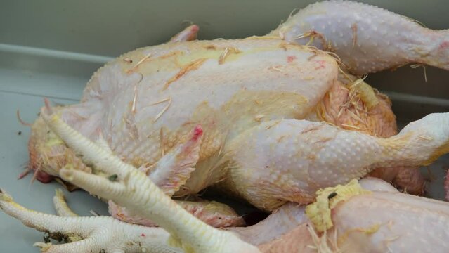 Close up of freshly butchered broiler or chicken kept in container after plucking and ready further processing.