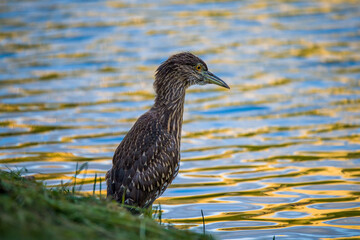 Night Heron fishing in river in shanghai city,  China.