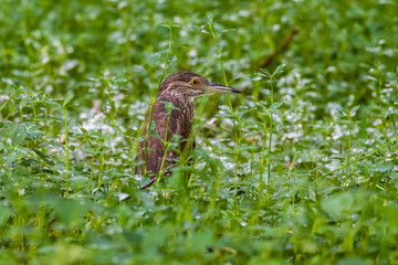 Night Heron fishing in river in shanghai city,  China.