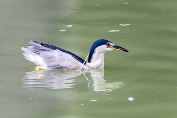 Night Heron fishing in river in shanghai city,  China.