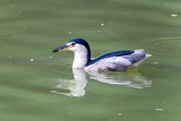 Night Heron fishing in river in shanghai city,  China.