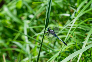 稲穂が垂れる季節 稲の葉にとまるシオカラトンボ © eddiemgg