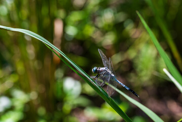 稲穂が垂れる季節 稲の葉にとまるシオカラトンボ © eddiemgg
