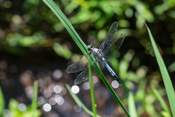 田んぼの水路に伸びた稲の葉にとまるシオカラトンボ © eddiemgg