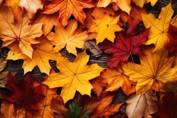 Naklejka na ściany i meble Autumn leaf branches