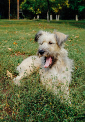 The grey shaggy dog is a homeless mutt lying on the green grass in a city public park, yawning, showing her tongue