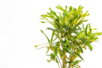 Codiaeum mammy croton plant closeup with copy space © GreenThumbShots