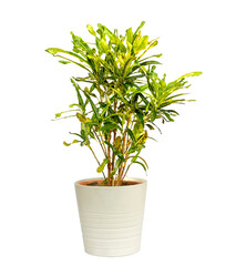 Croton mammey with usual leaf shape and colorful foliage plant 