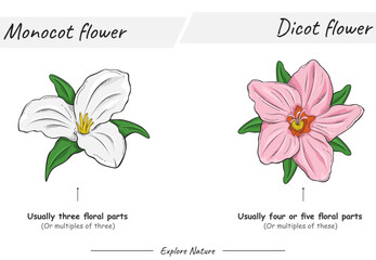 Monocot flower and dicot flower