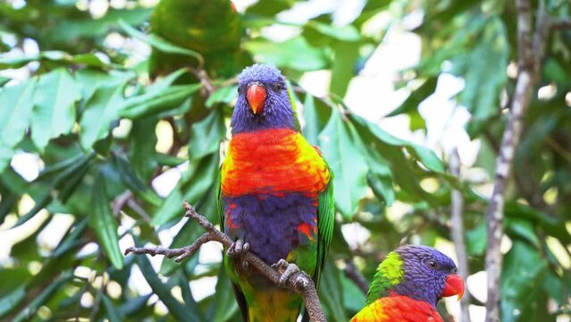 A pair of beautiful rainbow lorikeets, trichoglossus moluccanus with vibrant colourful plumage spotted perching on the tree, wondering around the surrounding environment in its natural habitat.