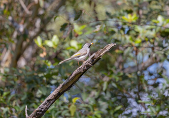 Noisy Miner bird foraging in tree in natural woodland habitat, eastern Australia