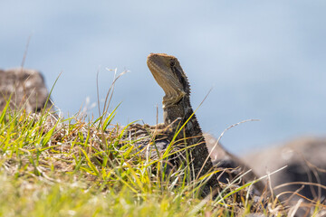 Close up of an Eastern Water Dragon in it's native habitat in Queensland, Australia