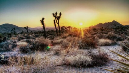 Joshua Tree National Park Sunset