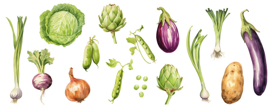 Set of watercolor vegetables.Template for your design. Vector illustration.
