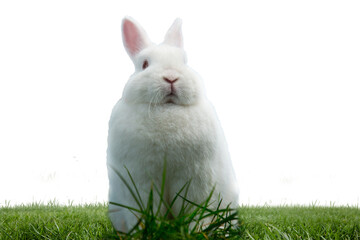 Fototapeta premium Digital png illustration of bunny sitting on grass on transparent background