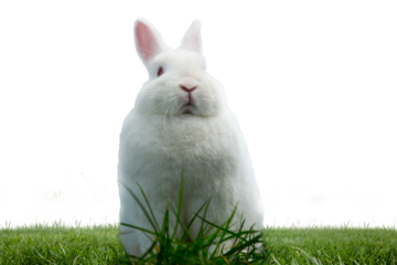 Digital png illustration of bunny sitting on grass on transparent background