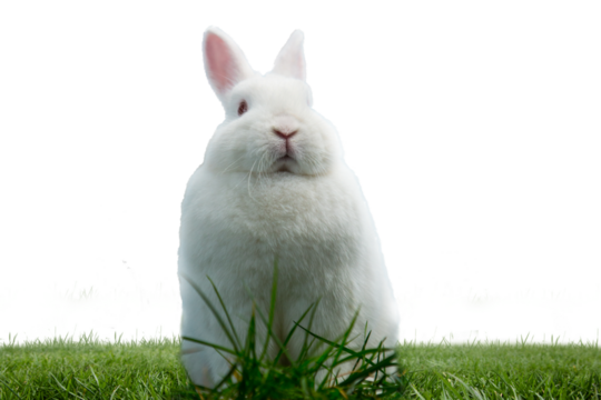 Digital png illustration of bunny sitting on grass on transparent background - Powered by Adobe