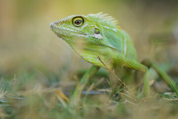 Reptile Lizard, Macro, Green Lizard, Animals, pet, Nature Background, Indonesia.