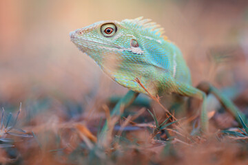 Reptile Lizard, Macro, Green Lizard, Animals, pet, Nature Background, Indonesia.