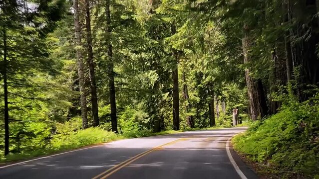 Wide shot of the point of view of a car moving down a windy nature road in the beautiful state of Washington in the United States of America surrounded by colorful green trees and folidage