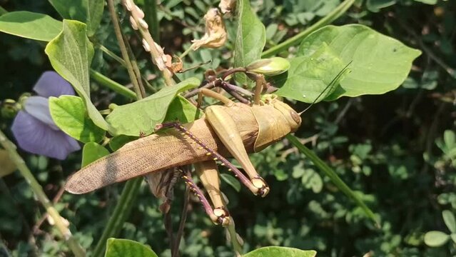 grashopper on the green leaves