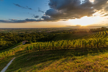Fototapeta na wymiar Colorful sunset in the vineyards of Savorgnano del Torre