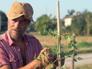 adult farmer model using thread for binding organic tomato plant in the vegetable garden.
