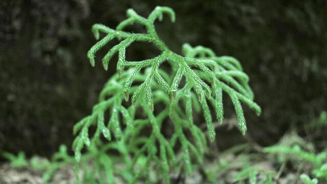 Ancient ferns are ferns that do not have true roots and leaves. This fern has roots in the form of rhizoids. Ancient ferns were homosporous.
