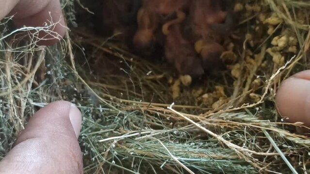 sparrow chicks in the nest