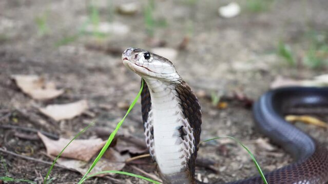 Venomous snake dangerous neurotoxin. Closeup of the snake's face Brown Banded Cobra (Naja fuxi) take out tongue on the ground with grass in nature mountain forest of Thailand. 