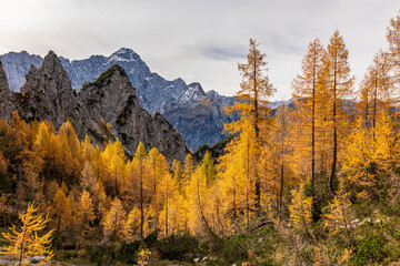 Fototapeta na wymiar Foliage in the woods of Julian Alps