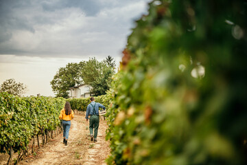 An atmospheric shot showcasing a couple's contribution to the annual grape harvest, with the vineyard's colors changing in the background.
