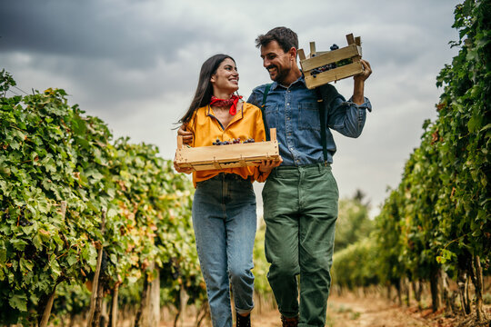 A romantic image of a couple, surrounded by grapevines, pruning and caring for the vines with meticulous attention.