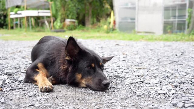Mongrel black brown dog resting on gravel floor at front yard.