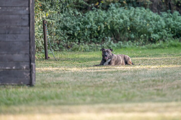 Pit Bull dog lies on the grass. Companion dog, guard dog. Walking American bully