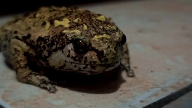 a frog with very nice colors