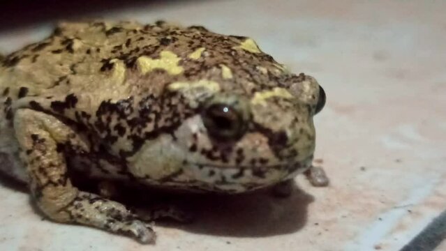 a frog with very nice colors