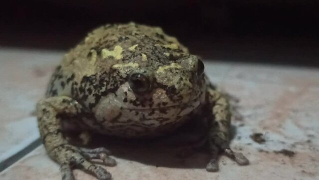 a frog with very nice colors