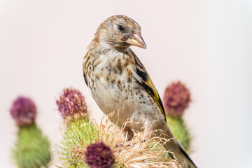 European goldfinch with juvenile plumage, feeding on the seeds of thistles. Carduelis carduelis.