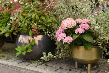 Hydrangeas and other flowers in flowerpots