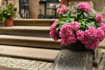 Hydrangeas in flowerpots on the street