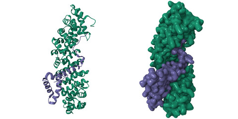 Transcription factor SOX2 (purple) bound to importin-alpha 3 (green). 3D cartoon and Gaussian surface models, PDB 6wx8