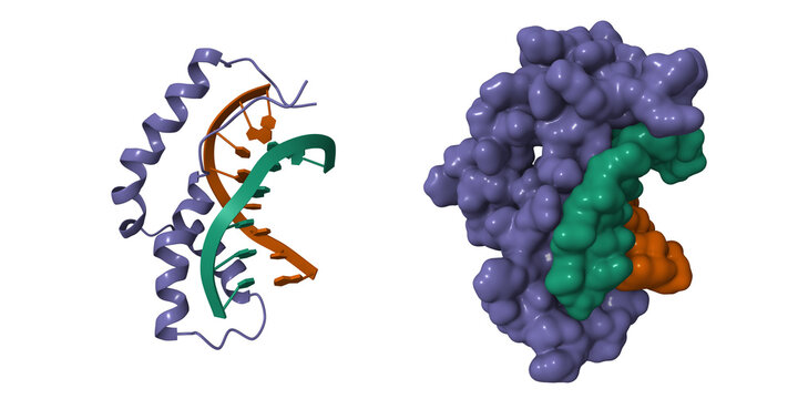 Structure of human SRY-DNA complex. 3D cartoon and Gaussian surface models, PDB 1hrz
