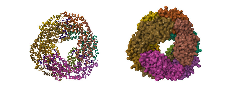 Structure of allophycocyanin, a light-harvesting protein from Gloeobacter violaceus. 3D cartoon and Gaussian surface models, PDB 2vjt