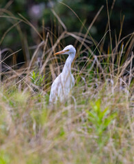 Great Egret or Common Egret seen near water bank in natural habitat, New South Wales, Australia