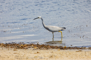 White faced heron seen hunting for food in the Tweed River inlet, New South Wales, Australia