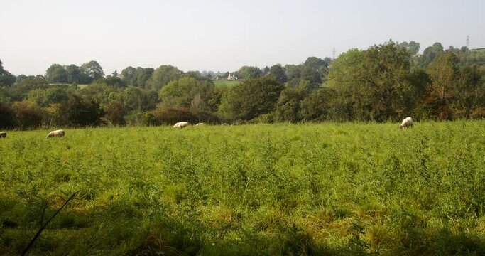 Field with sheep at Carsington water